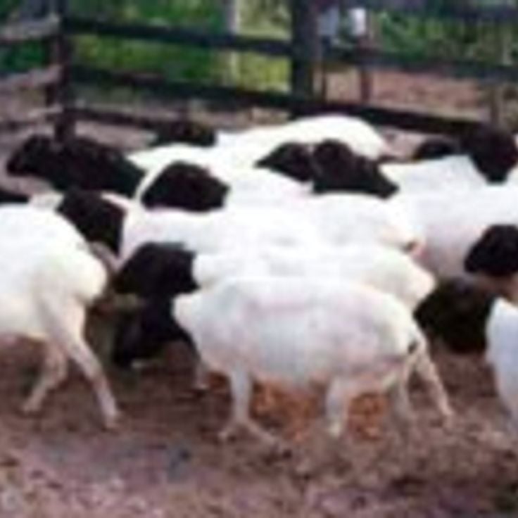 Parco Nazionale di Kismayo