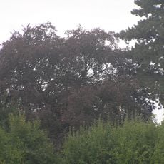 Buk lesní - červenolistý