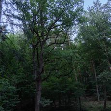 Eiche in Hößlinswart