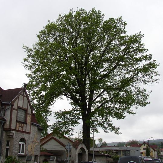 Dub v Kostelní ulici
