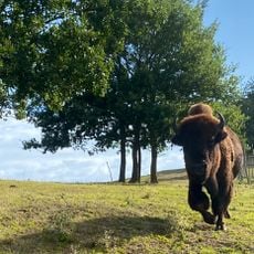 La Ferme aux Bisons