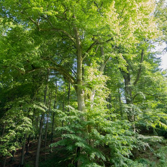 Lípa u zámeckého pivovaru