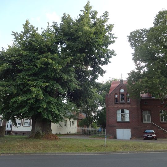 Naturdenkmal Sommerlinde  Dorfzentrum, Str. ggü. der Kirche; Flur 1, Flurstück 26, 27, 300 in Zagelsdorf