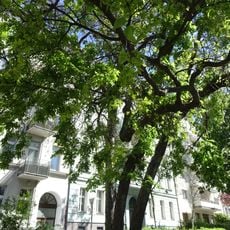 Südlicher Zürgelbaum Mehringdamm 107