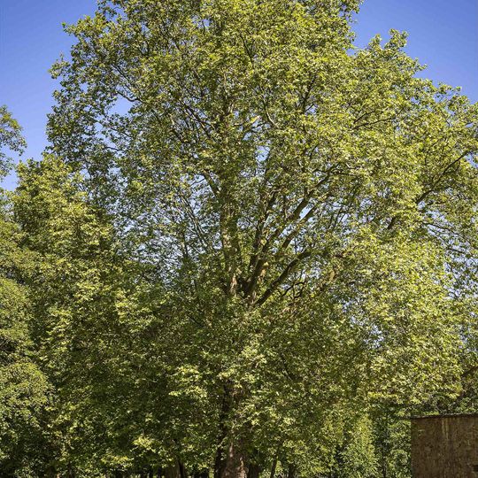Plane tree from Budatin