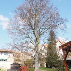 Buk lesní v Rakovníku