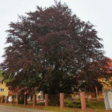 Naturdenkmal Blutbuche