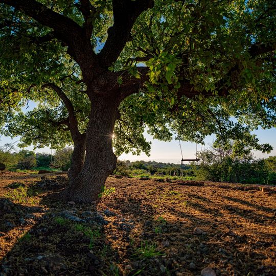 תצפית האלון הגדול