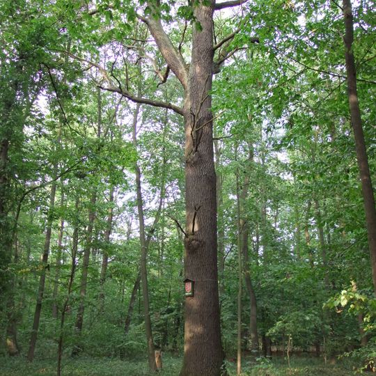 Dub u cyklostezky keTřem mostům