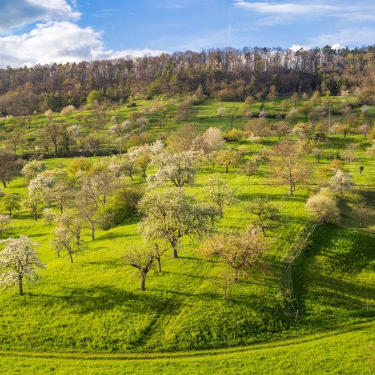 Schönbuchrand von der Regierungsbezirksgrenze im SO des Landkreises bis zum Gewann 'Horn' und Gemarkung Gültstein