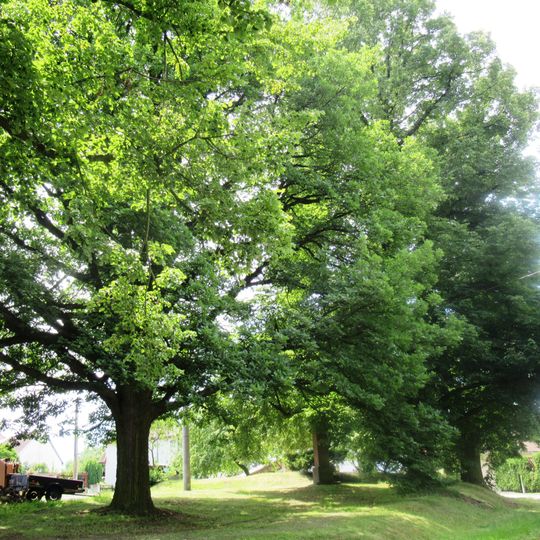 Žižkův dub a památné lípy u zvoničky