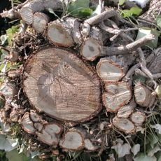 Bergulme und Efeu in Mettmach