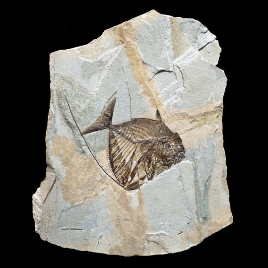 Museo dei Fossili di Bolca