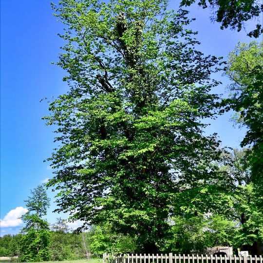 Naturdenkmal Schlitzblättrige Gemeine Hainbuche in der Nordwest-Ecke des Klosterfriedhofs, hinter der Klosterkirche in Chorin