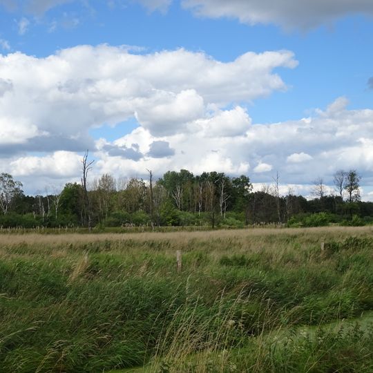 Hagenburger Moor