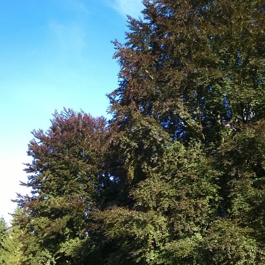 Buky v Podmoklicích