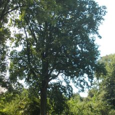 Friedenseiche und Gedenkstein zum Friedensschluss 1870/71 im Deutsch-Französischen Krieg An der Schnauder