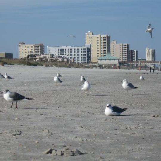 Jacksonville Beaches