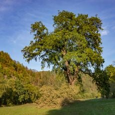 Čejkovický troják