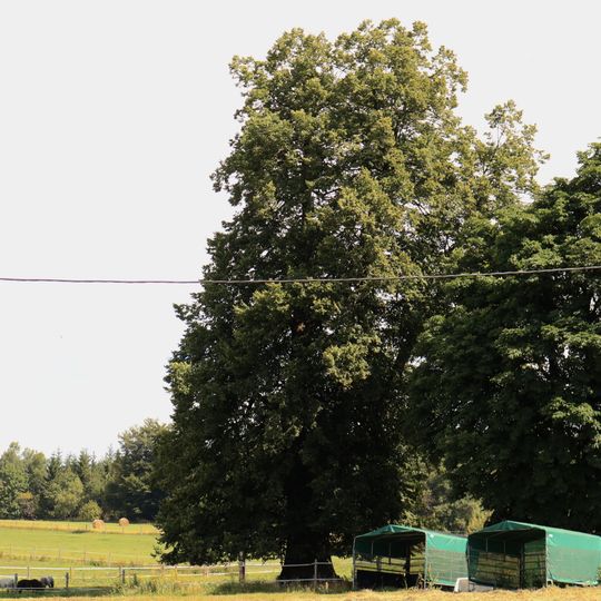 Lípa v Horní Rokytnici