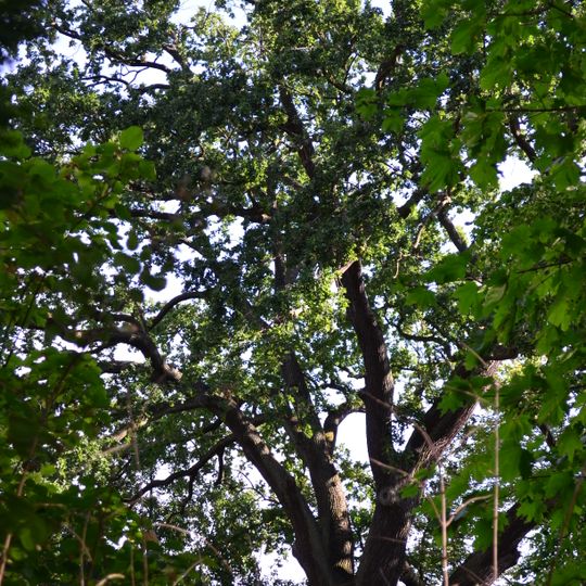 Naturdenkmal Stiel-Eiche in Sacrow Krampnitzer Straße 17, 14469 Potsdam; Flur 3, Flurstück 44237 in Potsdam