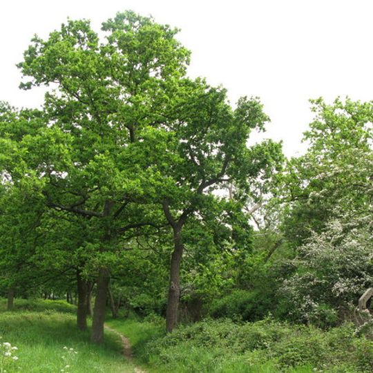 Long Lane Wood