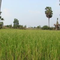 Kampong Thom Province