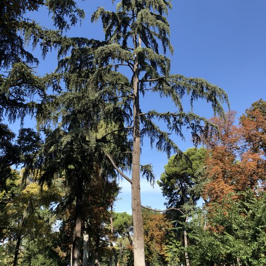 Cedro en el Parque del Retiro, Madrid