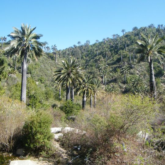 Palmar El Salto
