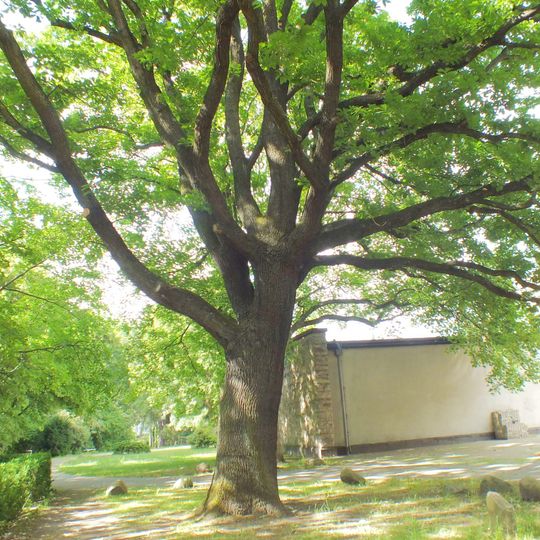 Trauben-Eiche Friedhof Lilienthalstraße