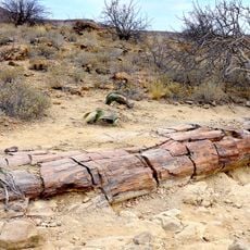 Petrified forest, Khorixas