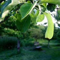 Kenworthy Wood orchard, Northenden
