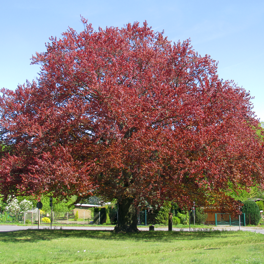 Blutbuche am Huttenplatz