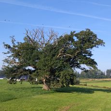 Stieleiche w. Reichertshaus