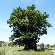 1 Eiche bei Siglershofen