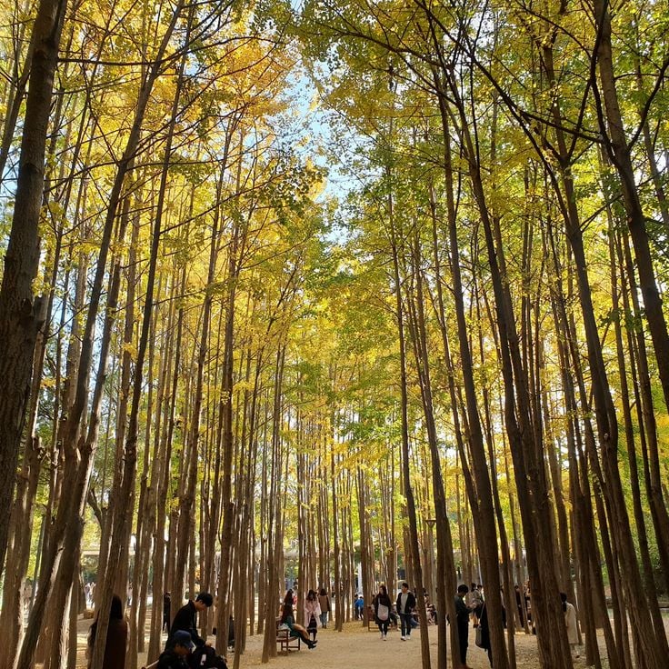 Seoul Forest