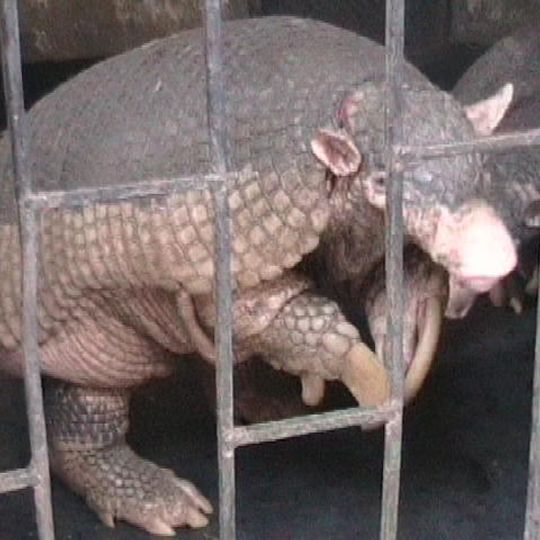 Réserve commune Amarakaeri