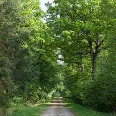 Wälder um Greifswald