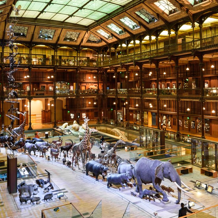 Grand Gallery of Evolution