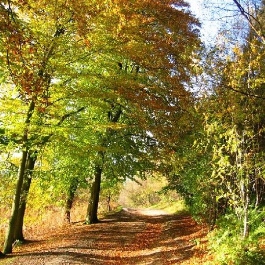 Delamere Forest