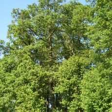 Nature reserve Ostrów koło Pszczółczyna