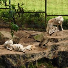 Combe Martin Wildlife and Dinosaur Park