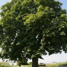 Kastanienbaum in Gunskirchen