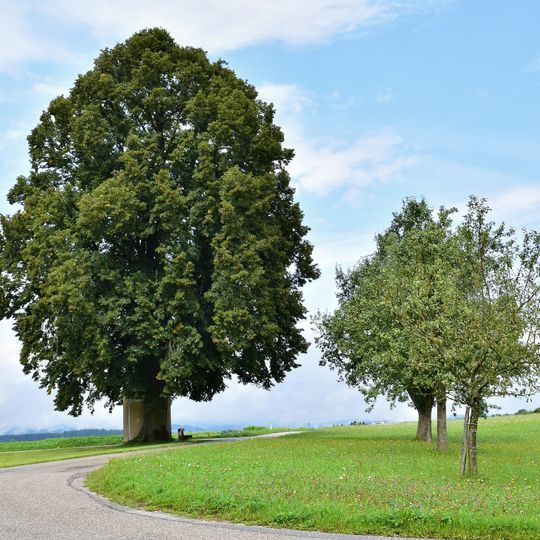 Kapellenlinde beim Lindnerhof