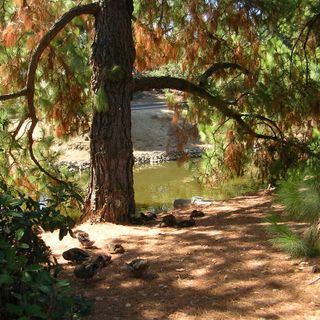 University of California, Davis, Arboretum and Public Garden