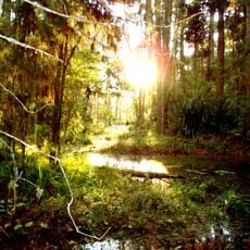 Três Barras National Forest