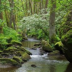 Wolfslohklamm bei Sargmühle