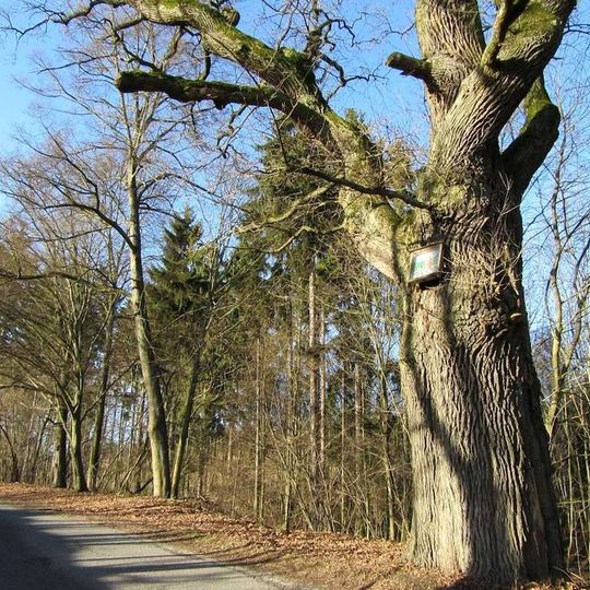 Obrázek západně od Zábřeha u silnice