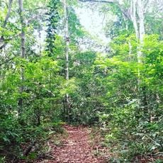 Parque Estadual Mata do Xem-Xém