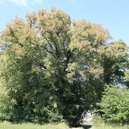 Tilia cordata in Dolívka